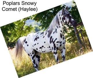 Poplars Snowy Comet (Haylee)