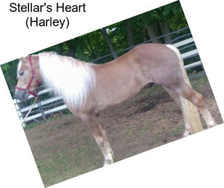 Stellar\'s Heart (Harley)