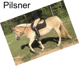 Pilsner