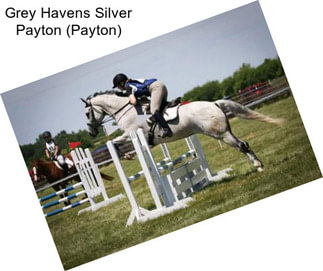 Grey Havens Silver Payton (Payton)