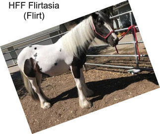 HFF Flirtasia (Flirt)