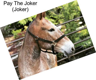 Pay The Joker (Joker)