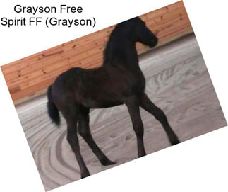 Grayson Free Spirit FF (Grayson)
