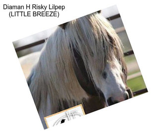 Diaman H Risky Lilpep (LITTLE BREEZE)