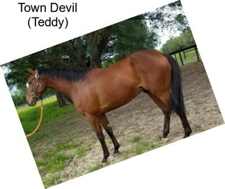 Town Devil (Teddy)