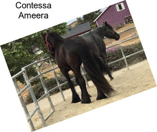 Contessa Ameera