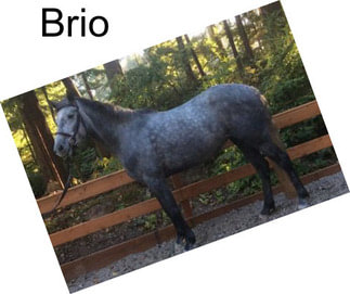 Brio