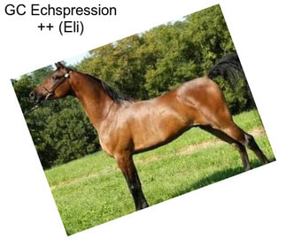 GC Echspression ++ (Eli)