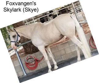 Foxvangen\'s Skylark (Skye)