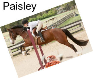 Paisley