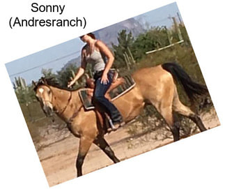 Sonny (Andresranch)