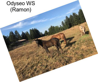 Odyseo WS (Ramon)