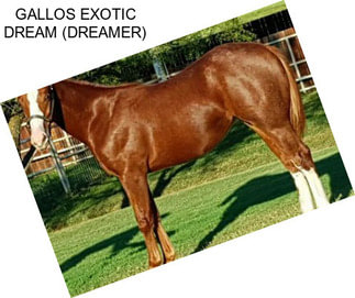 GALLOS EXOTIC DREAM (DREAMER)