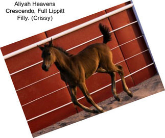 Aliyah Heavens Crescendo, Full Lippitt Filly. (Crissy)
