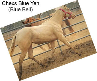 Chexs Blue Yen (Blue Bell)