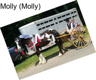 Molly (Molly)