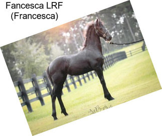 Fancesca LRF (Francesca)