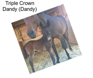 Triple Crown Dandy (Dandy)
