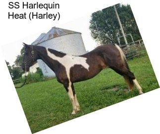 SS Harlequin Heat (Harley)