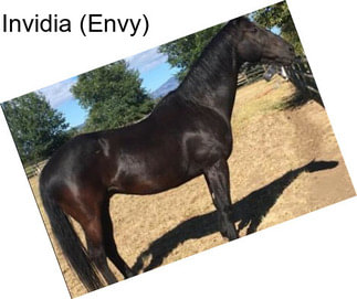 Invidia (Envy)