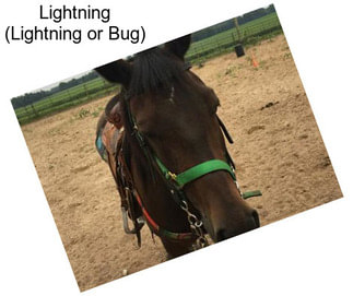 Lightning (Lightning or Bug)