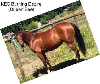 KEC Burning Dezire (Queen Bee)