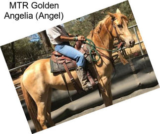 MTR Golden Angelia (Angel)