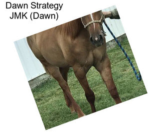 Dawn Strategy JMK (Dawn)