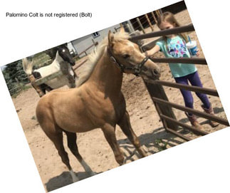 Palomino Colt is not registered (Bolt)