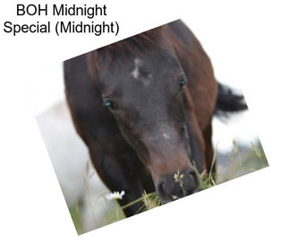 BOH Midnight Special (Midnight)