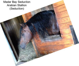 Madar Bay Seduction Arabian Stallion (Seduction)