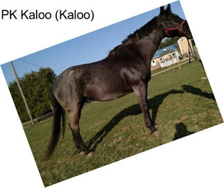 PK Kaloo (Kaloo)