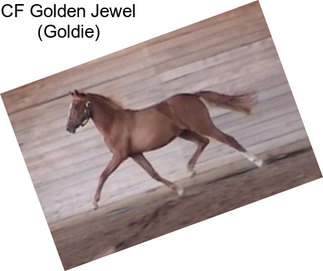 CF Golden Jewel (Goldie)