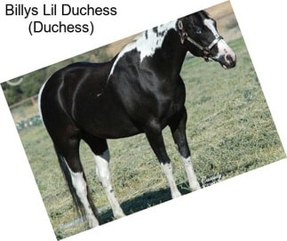 Billys Lil Duchess (Duchess)