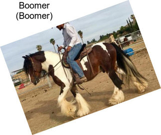 Boomer (Boomer)