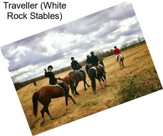 Traveller (White Rock Stables)