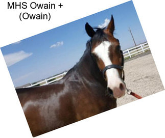MHS Owain + (Owain)