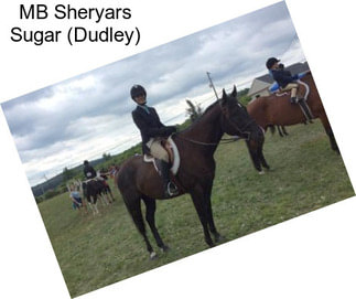 MB Sheryars Sugar (Dudley)