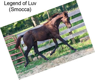 Legend of Luv (Smocca)