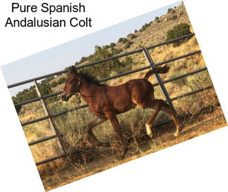 Pure Spanish Andalusian Colt