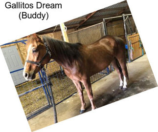 Gallitos Dream (Buddy)