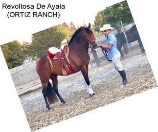 Revoltosa De Ayala (ORTIZ RANCH)