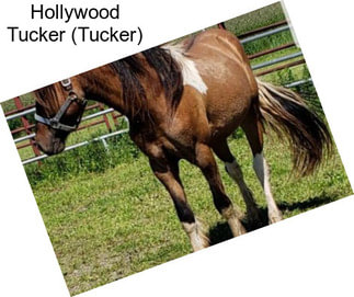 Hollywood Tucker (Tucker)