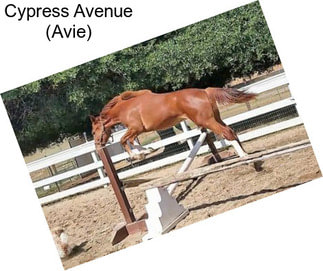 Cypress Avenue (Avie)