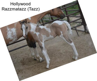 Hollywood Razzmatazz (Tazz)