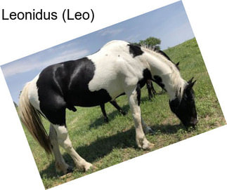 Leonidus (Leo)