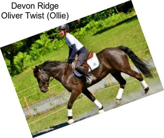 Devon Ridge Oliver Twist (Ollie)