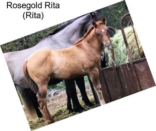 Rosegold Rita (Rita)