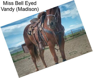 Miss Bell Eyed Vandy (Madison)