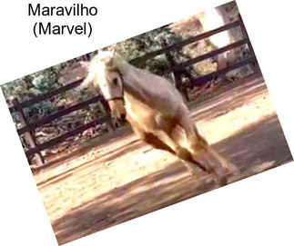 Maravilho (Marvel)